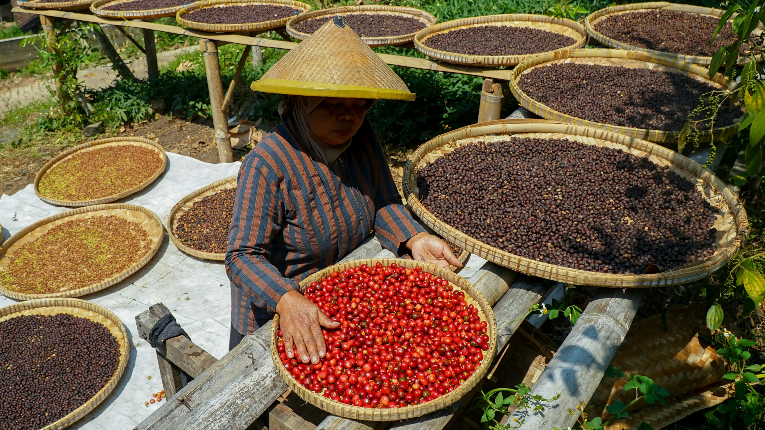 Kopi Robusta: Rasa Kuat dan Keistimewaannya
